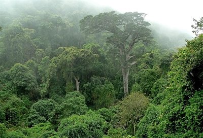 Building an independent and sustainable community forests database, DR Congo, 2021-2022