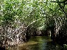 Sustainable development of Mangrove areas, Aguégués Commune, Benin