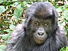 Réserve de Gorilles de Lubutu (REGOLU) en Réserve de Gorilles de Mukingiti & Kingombe (REGOMUKI), D.R. Congo