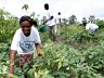 Verstevigen van twintig Family Farm Schools, Kameroen