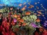 Bescherming van koraalriffen tegen Klimaat­verandering