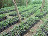 Nursery met economisch interessante boomsoorten voor analoge herbebossing, Missahoe bosreservaat, Togo