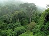 A geospatial database to facilitate the growth of community forestry, D.R. Congo