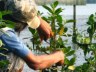 Effectief herstel van mangroven, Filippijnen