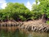 Opschalen capaciteit voor het herstel en behoud van mangroven, Filippijnen