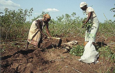 harvesting manioc (cassava)