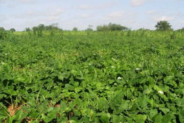 Organic production of 'Niebe', Darkoye Meer, Burkina Faso