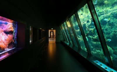 Restoration ARTIS-Aquarium