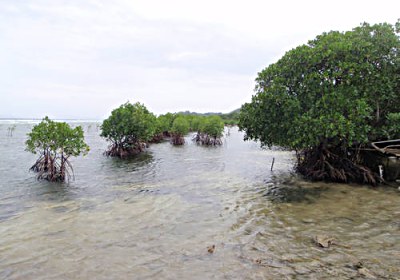 Restored mangroves around a shrimp farm in Batangas, Verde Island Passage, Philippines