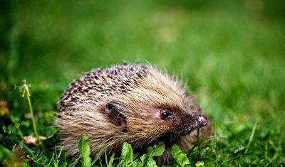 Hedgehog Protection Netherlands