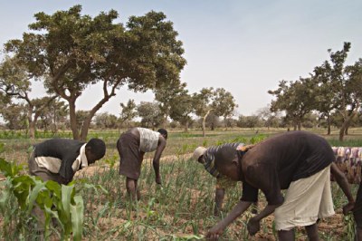 Dorpelingen planten bomen aan in Mopti, Mali