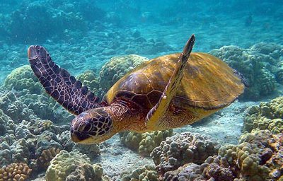 Zeeschildpad in de Koraaldriehoek
