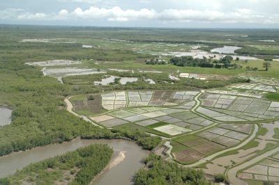 Conserving the biodiversity of the Cacheu Mangroves Natural Park, Guinée Bissau