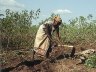 Het oogsten van maniok (cassava)