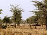 Regreening Initiative, Niger