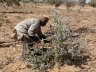 Regreening the Sahel, Dogonkiria en Soucoucoutane, Niger