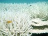 Bleached Coral Reefs, Coral Triangle