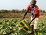 Sustainable agriculture in Burkina Faso