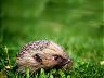 Hedgehog Protection Netherlands