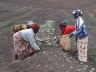 Vrouwen aan het werk op hun eigen BOFA farm, Turing projectbezoek, Februari 2012