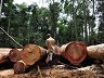 Bescherming bossen tegen oliepalmplantages, Liberia