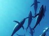 Managing Tuna nurseries and bycatch