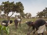 Dorpelingen planten bomen aan in Mopti, Mali