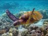 Zeeschildpad in de Koraaldriehoek
